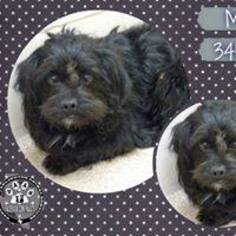Lhasa-Poo Dogs for adoption in Dallas, TX, USA