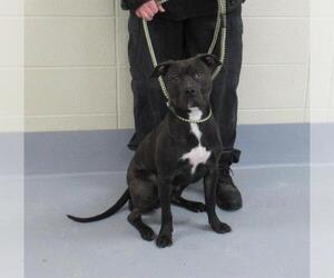 American Pit Bull Terrier Dogs for adoption in Louisville, KY, USA