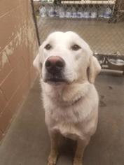 Great Pyrenees Dogs for adoption in St Helens, OR, USA