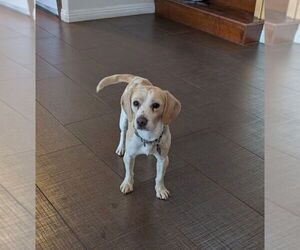 Beagle Dogs for adoption in Las Vegas, NV, USA