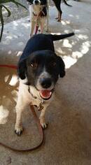 Border Collie-Unknown Mix Dogs for adoption in Houston, TX, USA