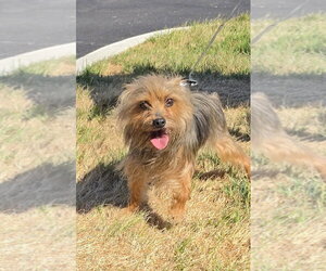 Mutt Dogs for adoption in Lexington Park, MD, USA