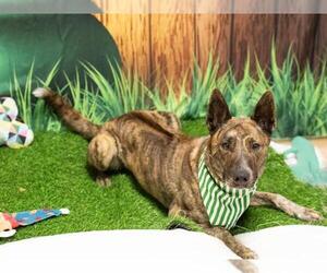 Rhodesian Ridgeback-Unknown Mix Dogs for adoption in Placerville, CA, USA