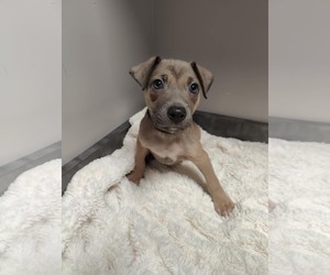 American Pit Bull Terrier-Labrador Retriever Mix Dogs for adoption in St. Louis Park, MN, USA