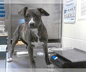 Labrador Retriever-Unknown Mix Dogs for adoption in Fayetteville, NC, USA