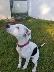 Mutt Dogs for adoption in Ruskin, FL, USA