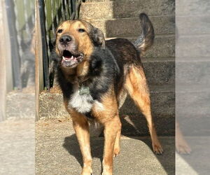 Border Collie-Unknown Mix Dogs for adoption in Wetumpka, AL, USA