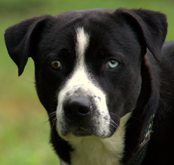 Borador Dogs for adoption in Sparta, TN, USA