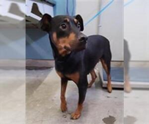 Doberman Pinscher Dogs for adoption in Camarillo, CA, USA