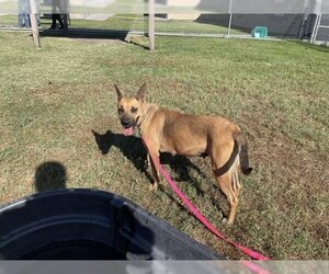 German Shepherd Dog-Unknown Mix Dogs for adoption in Corpus Christi, TX, USA