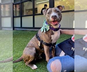 Mutt Dogs for adoption in San Francisco, CA, USA