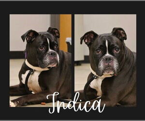 Boxer Dogs for adoption in Pierceton , IN, USA