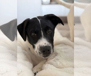 Mutt Dogs for adoption in Germantown, OH, USA