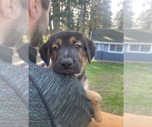 German Shepherd Dog Dogs for adoption in Seattle, WA, USA