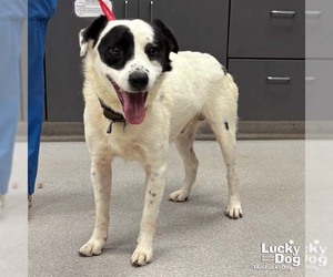 Border Collie-Colonial Cocker Spaniel Mix Dogs for adoption in Washington, DC, USA