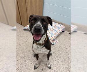 German Shorthaired Pointer-Unknown Mix Dogs for adoption in Brighton, CO, USA