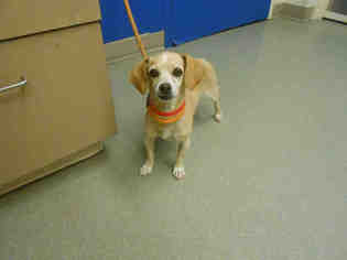 Medium Photo #1 Beagle-Chihuahua Mix Puppy For Sale in Pueblo, CO, USA