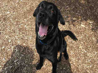 Labrador Retriever Dogs for adoption in Urbana, IL, USA