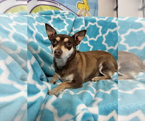 Chihuahua-Unknown Mix Dogs for adoption in Bellevue, WA, USA