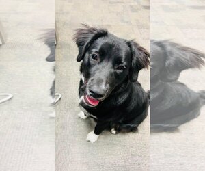 Labrador Retriever-Staffordshire Bull Terrier Mix Dogs for adoption in Tucson, AZ, USA