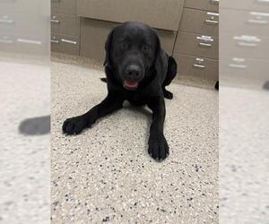 Labrador Retriever Dogs for adoption in Brighton, CO, USA
