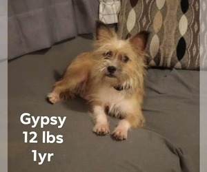Chihuahua-Unknown Mix Dogs for adoption in Virginia Beach, VA, USA