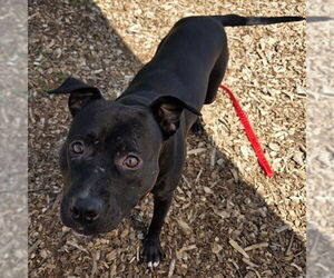 American Pit Bull Terrier Dogs for adoption in Waterford, VA, USA