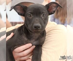 Labrador Retriever-Unknown Mix Dogs for adoption in Washington, DC, USA