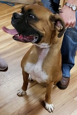 Boxer Dogs for adoption in Canon City, CO, USA