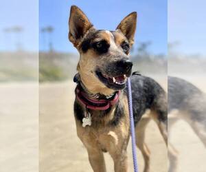 Mutt Dogs for adoption in Paso Robles, CA, USA