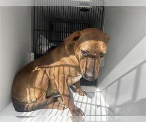 Labrador Retriever-Unknown Mix Dogs for adoption in Houston, TX, USA