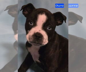 Boston Terrier-Boxer Mix Dogs for adoption in Alexander, AR, USA