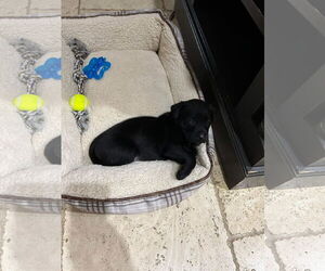Labrador Retriever-Unknown Mix Dogs for adoption in New Orleans, LA, USA
