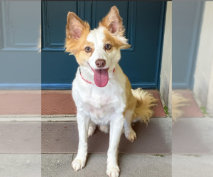 Mutt Dogs for adoption in Cranston, RI, USA