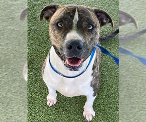 Mutt Dogs for adoption in Fayetteville, NC, USA