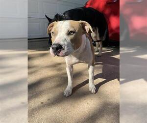 American Pit Bull Terrier Dogs for adoption in Houston, TX, USA