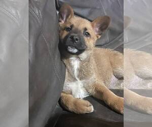 Mutt Dogs for adoption in Minneapolis, MN, USA