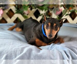 Miniature Pinscher Dogs for adoption in Bon Carbo, CO, USA