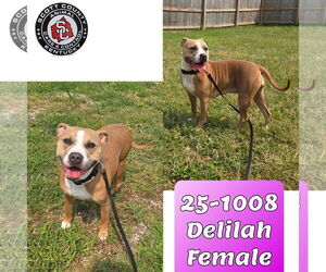 American Pit Bull Terrier-Unknown Mix Dogs for adoption in Georgetown, KY, USA