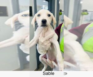 Huskies -Labrador Retriever Mix Dogs for adoption in Calgary, Alberta, Canada