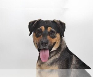 American Pit Bull Terrier-German Shepherd Dog Mix Dogs for adoption in Burbank, CA, USA