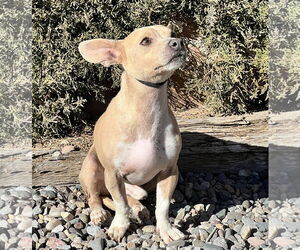 Chihuahua Dogs for adoption in Albuquerque, NM, USA