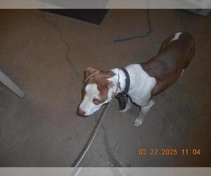 American Pit Bull Terrier Dogs for adoption in Decatur, IL, USA