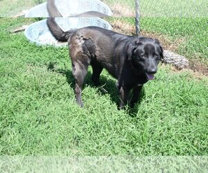 Labrador Retriever-Unknown Mix Dogs for adoption in Ponca City, OK, USA
