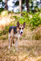 Medium Photo #1 German Shepherd Dog Puppy For Sale in Oakville, WA, USA