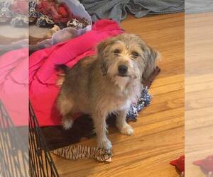 Labrador Retriever-Wheaten Terrier Mix Dogs for adoption in Enid, OK, USA