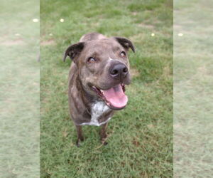 Bullboxer Pit Dogs for adoption in Pacolet, SC, USA