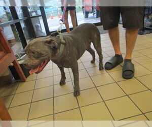 American Pit Bull Terrier Dogs for adoption in Ocala, FL, USA