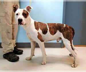 American Pit Bull Terrier-Unknown Mix Dogs for adoption in Pryor, OK, USA