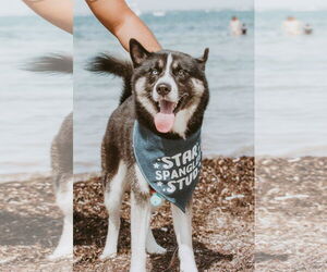 Siberian Husky Dogs for adoption in Miami, FL, USA